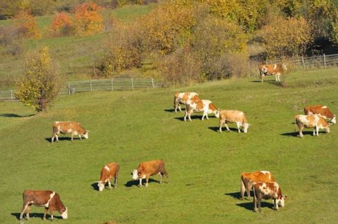 Livestock Management