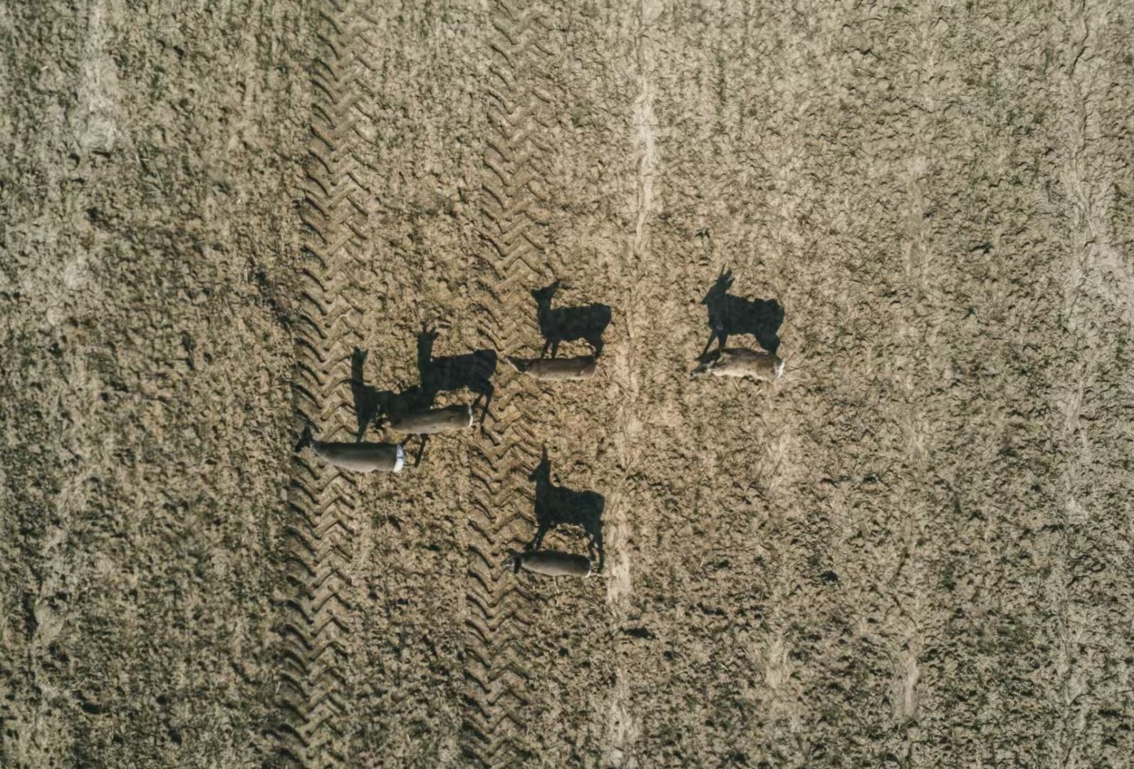 Benefits of Drones for Ranching