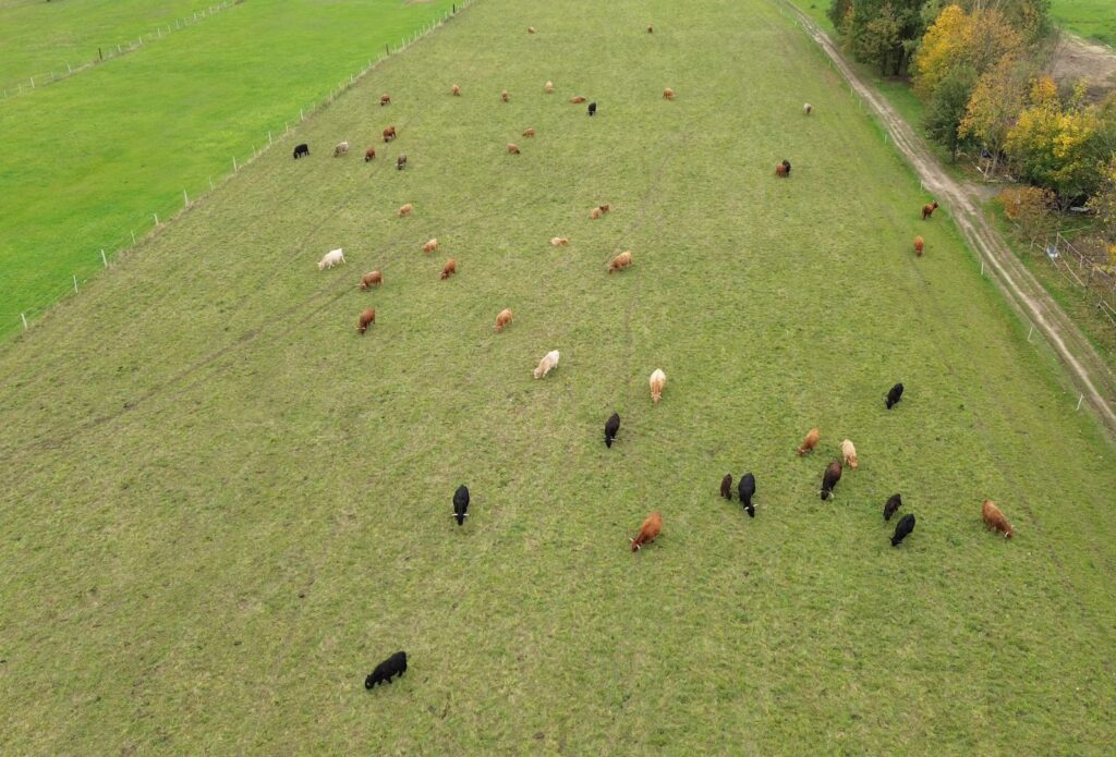 Livestock Health Scouting